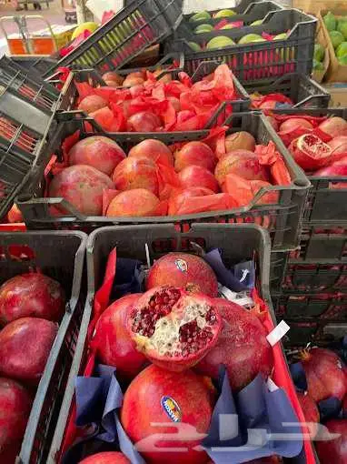 مورد الفواكة والخضروات الطازجة بجدة بافضل جودة وافضل سعر 44