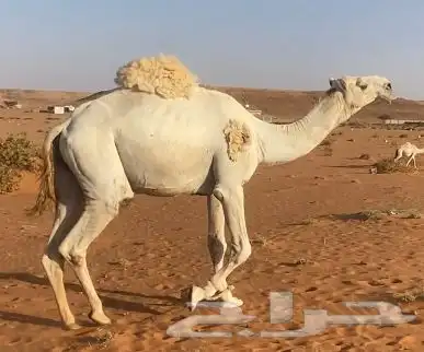 قعود ولد حاكم بن قريع للبيع جذع يثني هداده الشهر هاذا 3