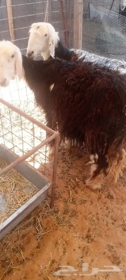 شياه نجد دفيع 2