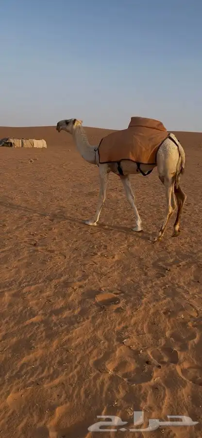 عشرا وضحا وبكار 1