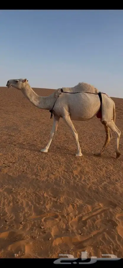 عشرا وضحا وبكار 3