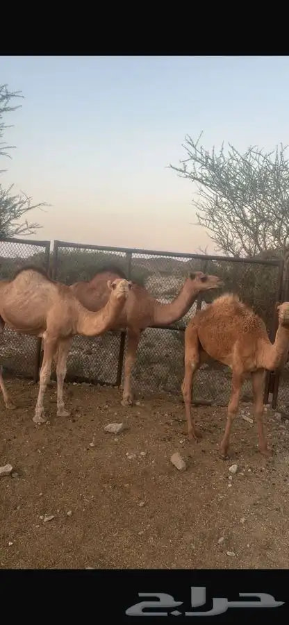 قعدان ثلاثه شحم طيبه بالحيل 1