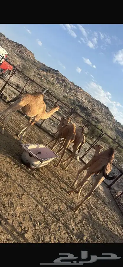 قعدان ثلاثه شحم طيبه بالحيل 0