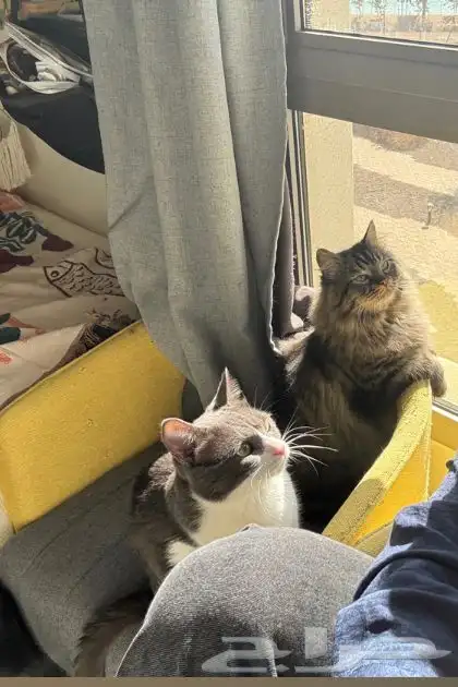 بسة للتبني لمدة 9 شهور بسبب السفر 2