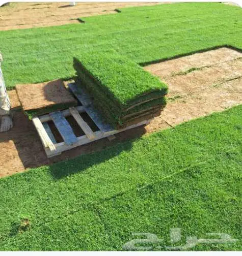 نخل للبيع خلاص مثمره وسكري وبرحي وواشنطن وثيل C2000 22