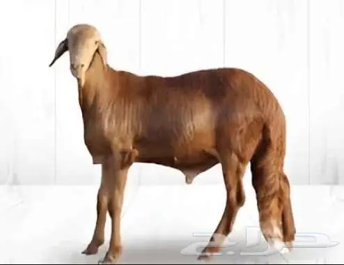 غنم نعيمي و سواكن مرابي البر 4