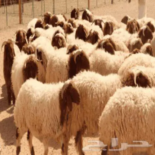 غنم نعيمي و سواكن مرابي البر 1
