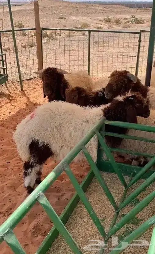 ذبايح شرط النظافة 1