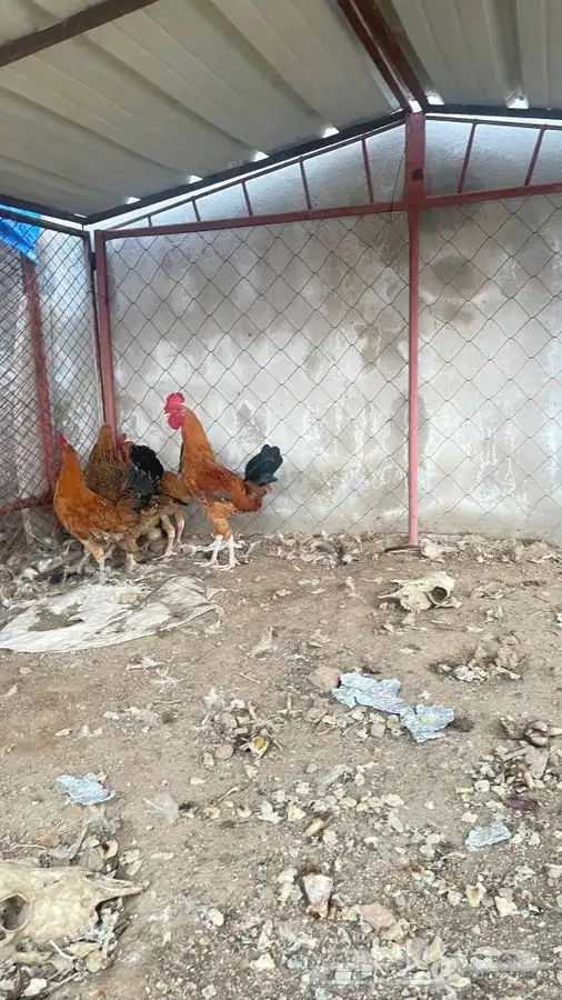 دجاج 3 ذكور فقط اخوان 4
