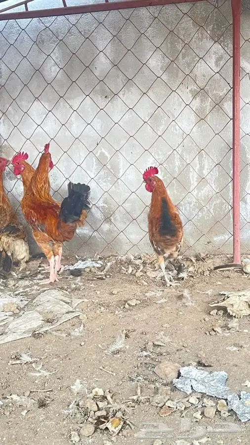 دجاج 3 ذكور فقط اخوان 0