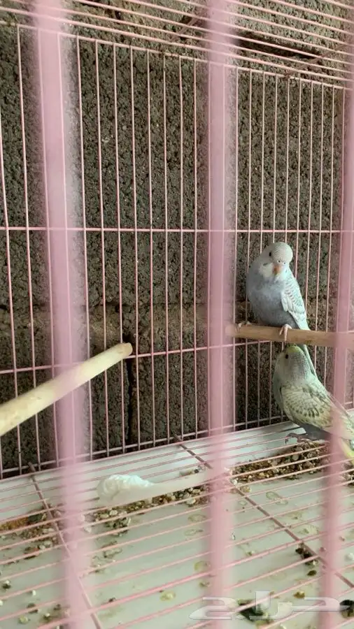 عصافير الحب ( بادجي). 4