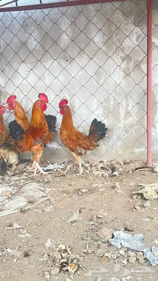دجاج 3 ذكور فقط اخوان 1