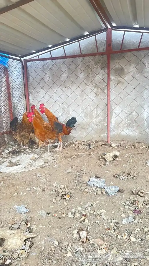 دجاج 3 ذكور فقط اخوان 3