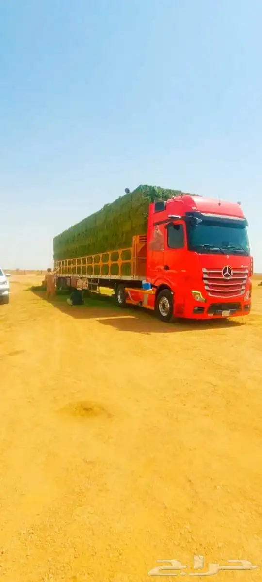 برسيم ورق عود ناعم الرطوبة فل 1