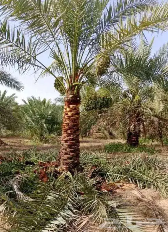 نخل للبيع واشنطني وخلاص صقعي مجدول سكري برحي فسايل فروخ نقاي 10