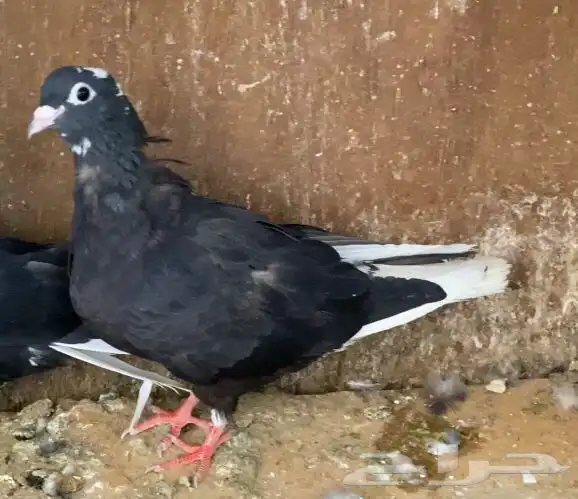 حمام قطيفي 14
