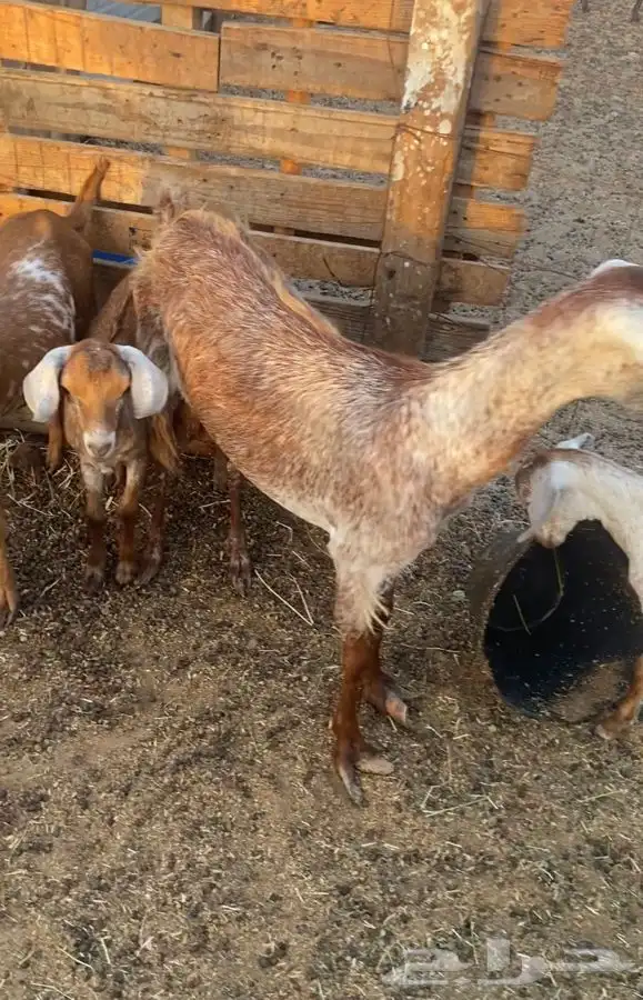 عنز محايليه جمى يتبعها اثنين تيوس وعيالها جم عيالها ذبايح 4