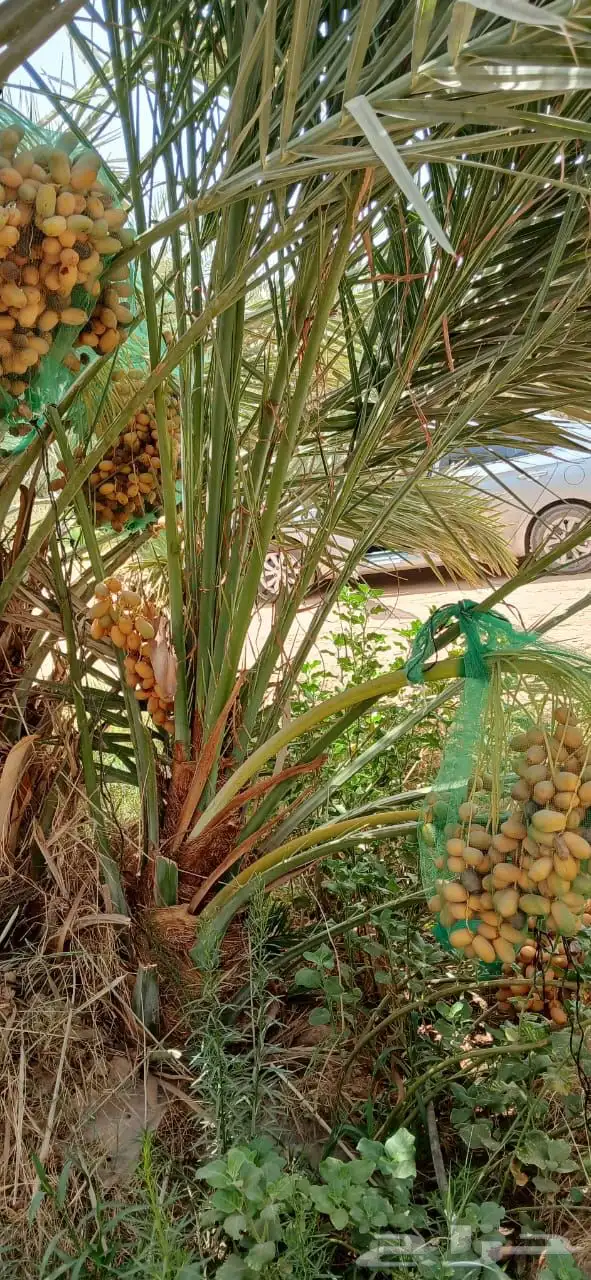 نخل مثمر صعي مجدول وجميع انواع النخيل 3