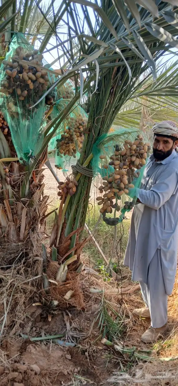 نخل مثمر صعي مجدول وجميع انواع النخيل 0