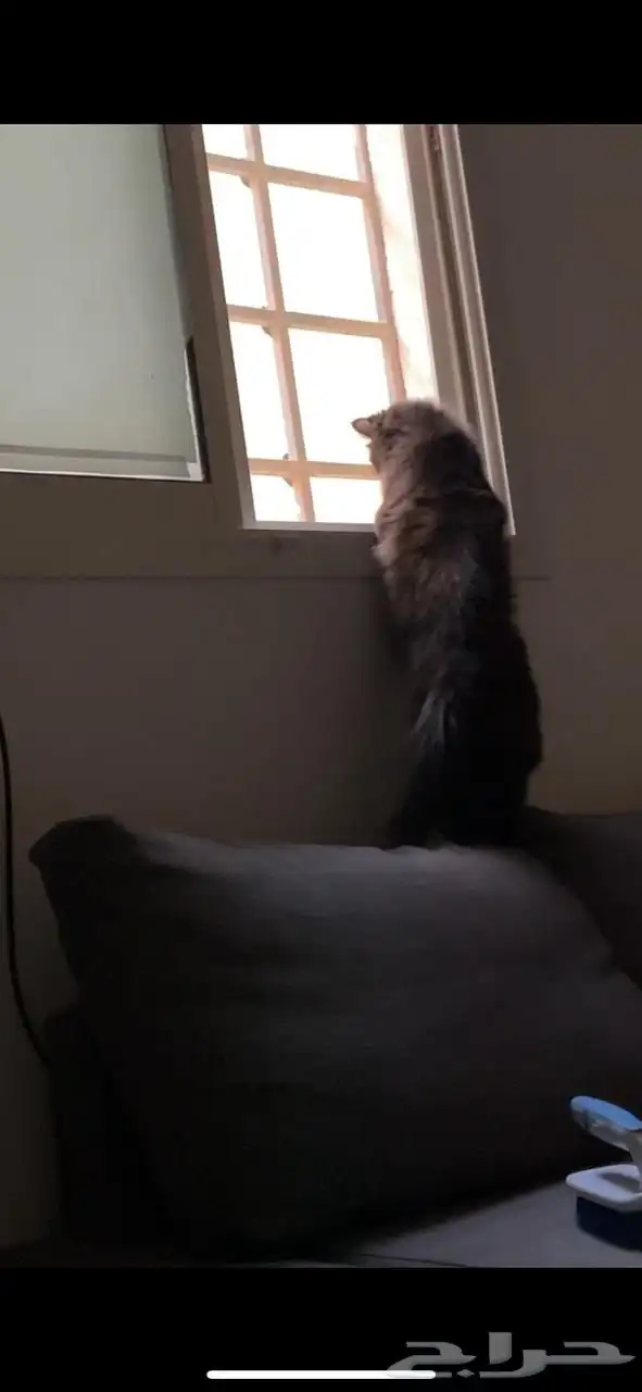 الأم فقط للتبني 0