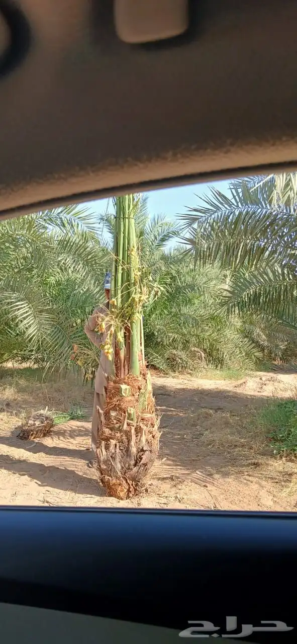 نخل مثمر صعي مجدول وجميع انواع النخيل 2