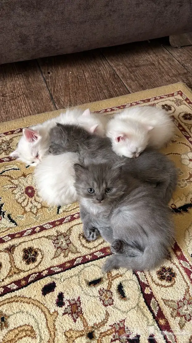 قطط صغيره للبيع المستعجل 0
