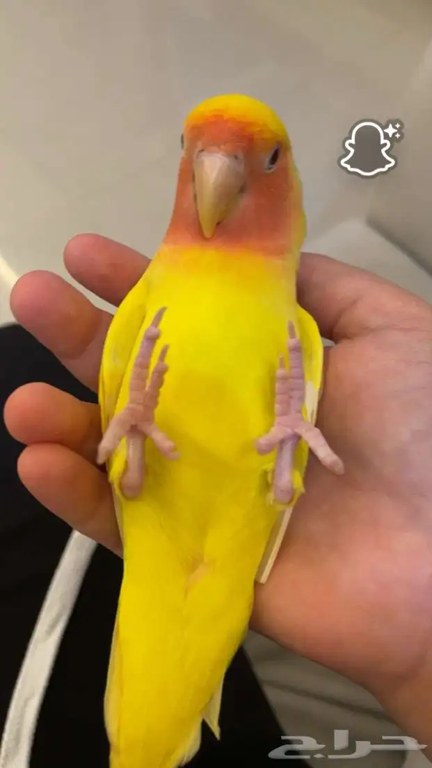 روز اليف جدا 0