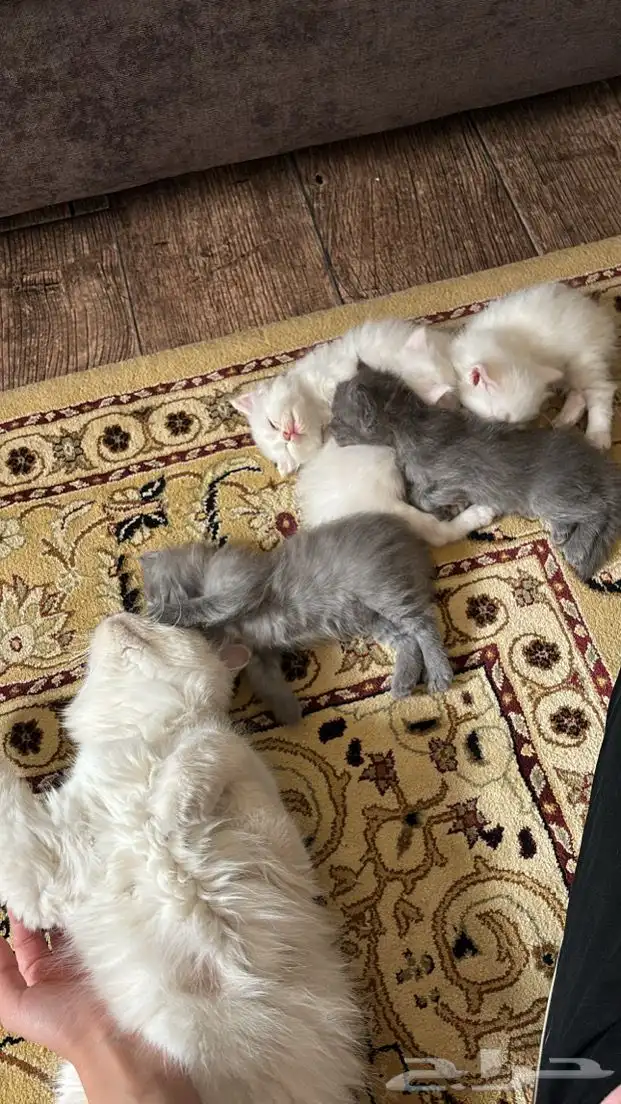 قطط صغيره للبيع المستعجل 2