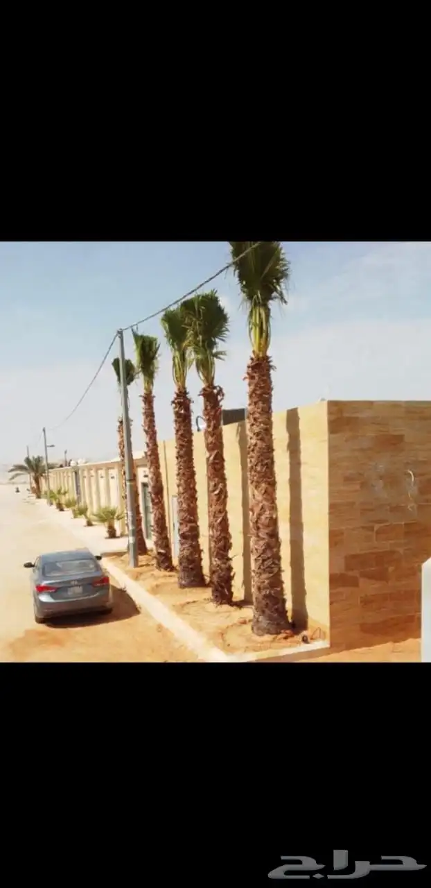 جميع أعمال الشبوك والنخيل 3