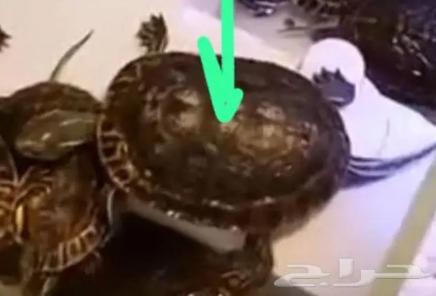 سلحفاة للتبني بدون مقابل سبب العرض سفر خارجي. 2