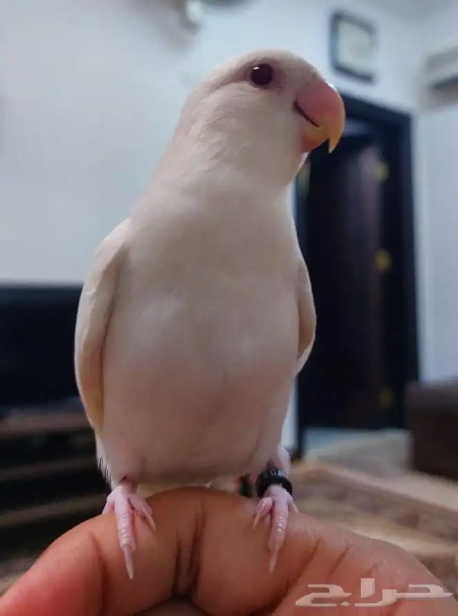 روز البينو اليف وهدد 0
