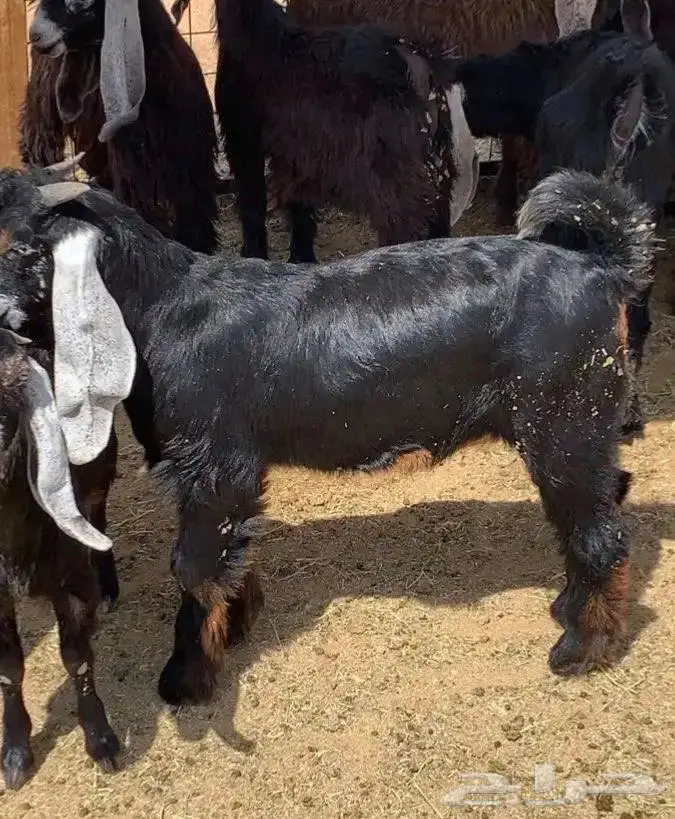 ذبايح شرط النظافة 2