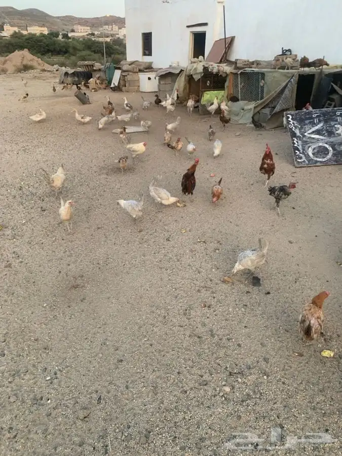 دجاج فيومي بلدي لبيع جمله 0