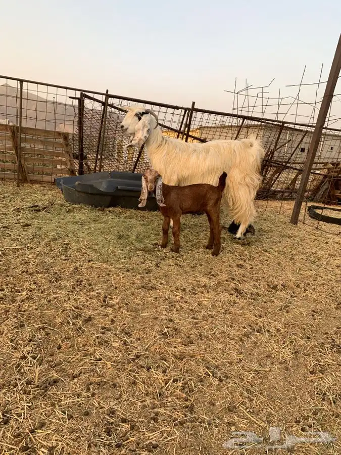 معزا مواليد اربع تحتها اربعه 7