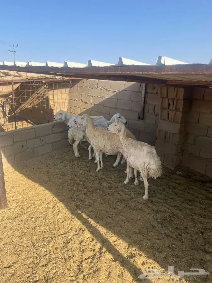 للبيع ضان حرش بفحلها عددها 6 2