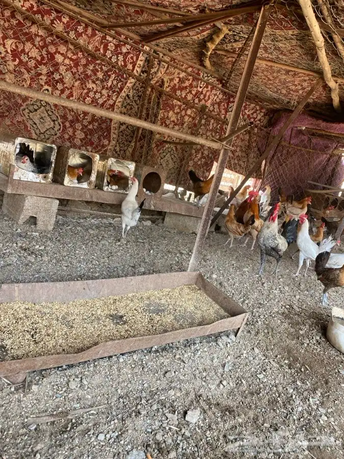 دجاج بلدي العدد مفتوح الموقع خميس البحر 1