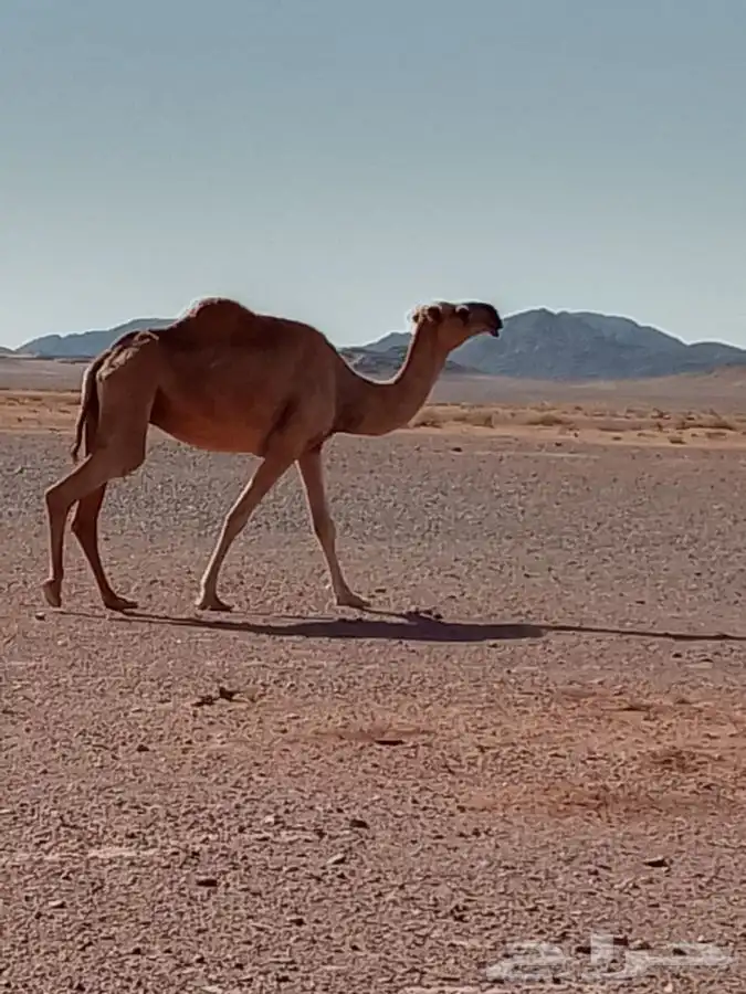 ناقه لقحه 2
