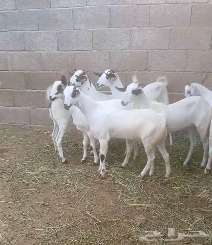 جفار بيشية أصيلة 5