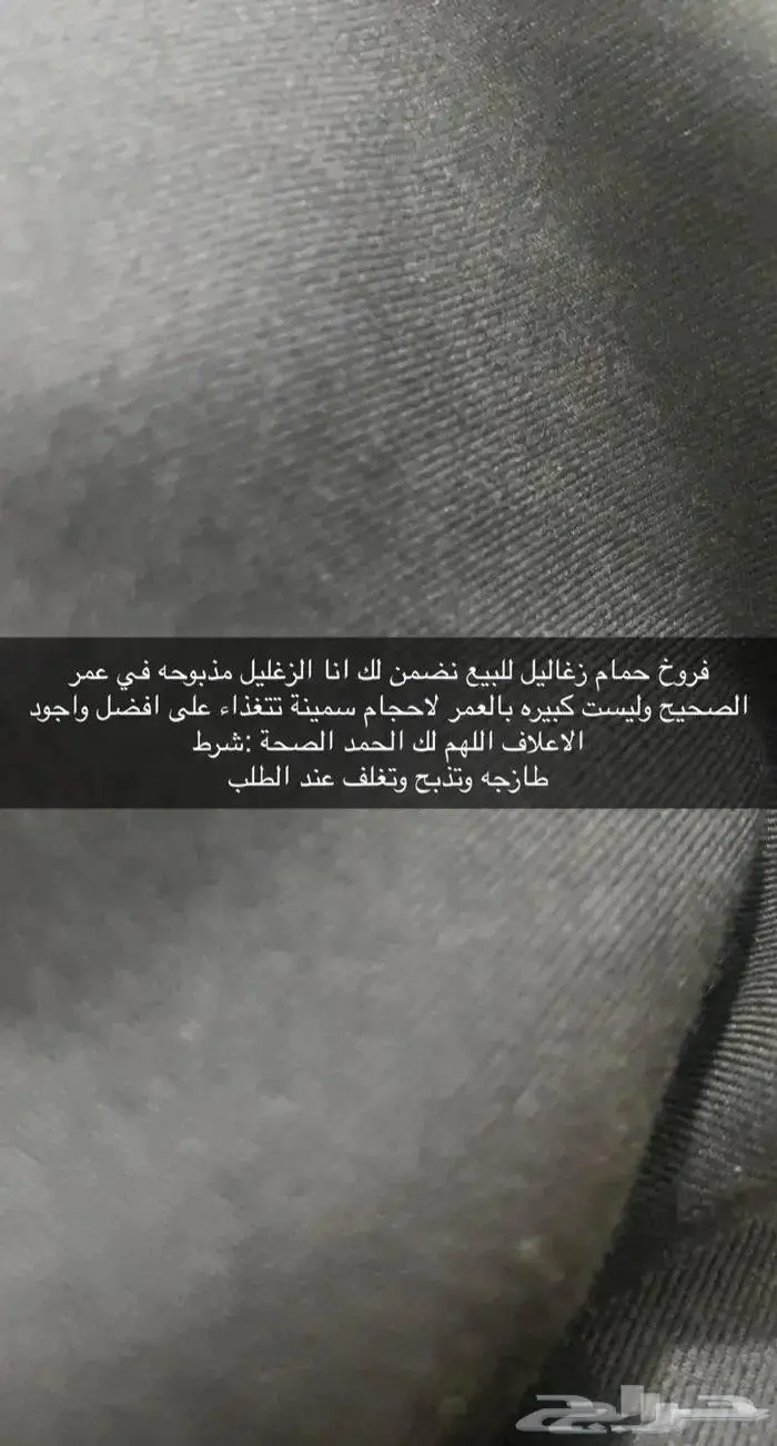 للبيع زغليل حمام فرنسي ابيض وسلفر 4