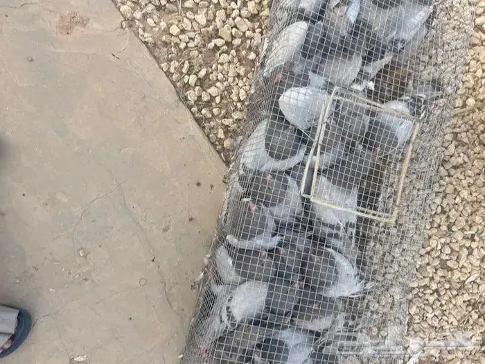 للبيع زغليل حمام فرنسي ابيض وسلفر 1