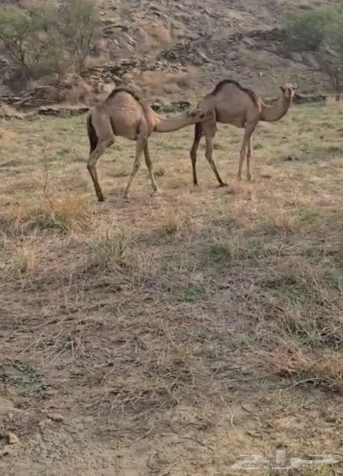 قعدان للبيع 1