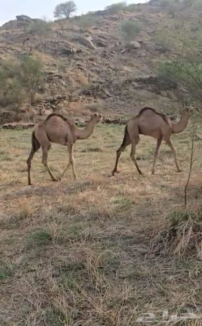 قعدان للبيع 0