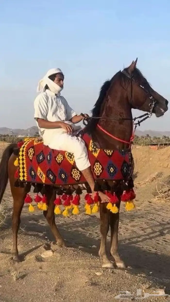 حصان جزيري سبوق منوت القاني 1