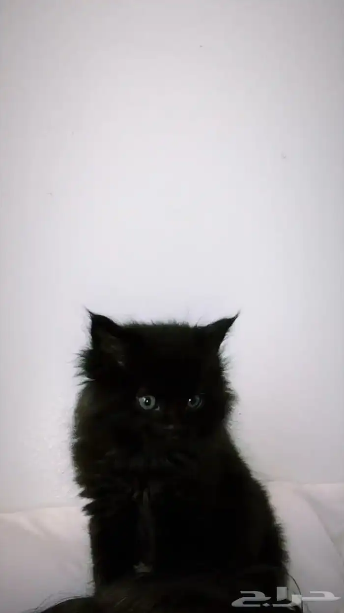 قط شيرازي للبيع 0