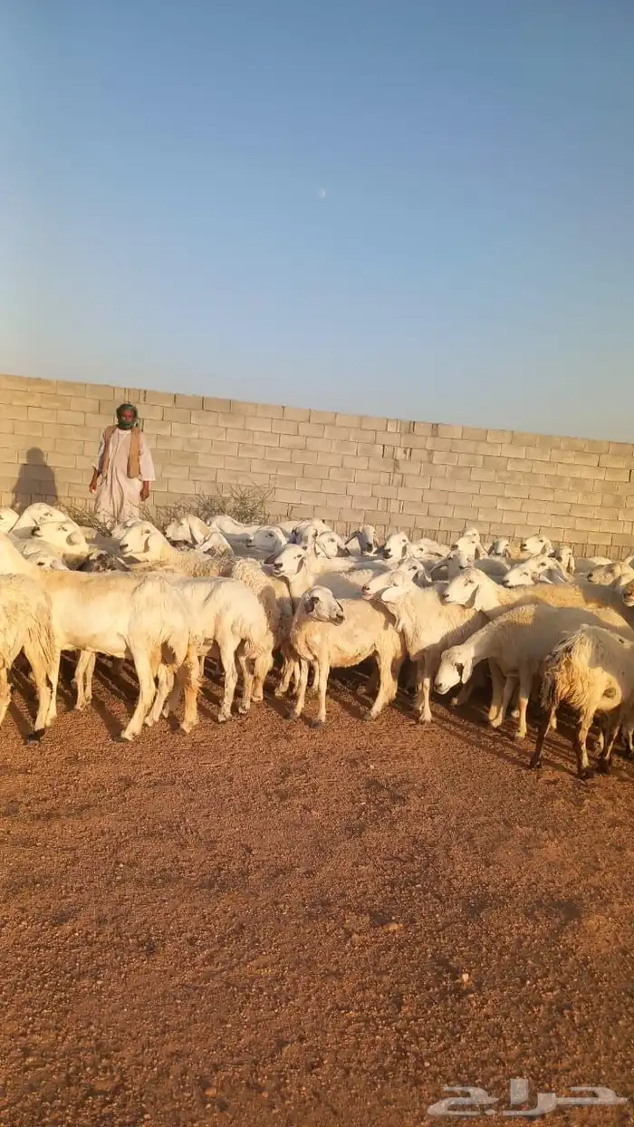 للبيع مراح واحد غنم كفو منوة القناي غنم مرعئ نضيفه ودفيع 4