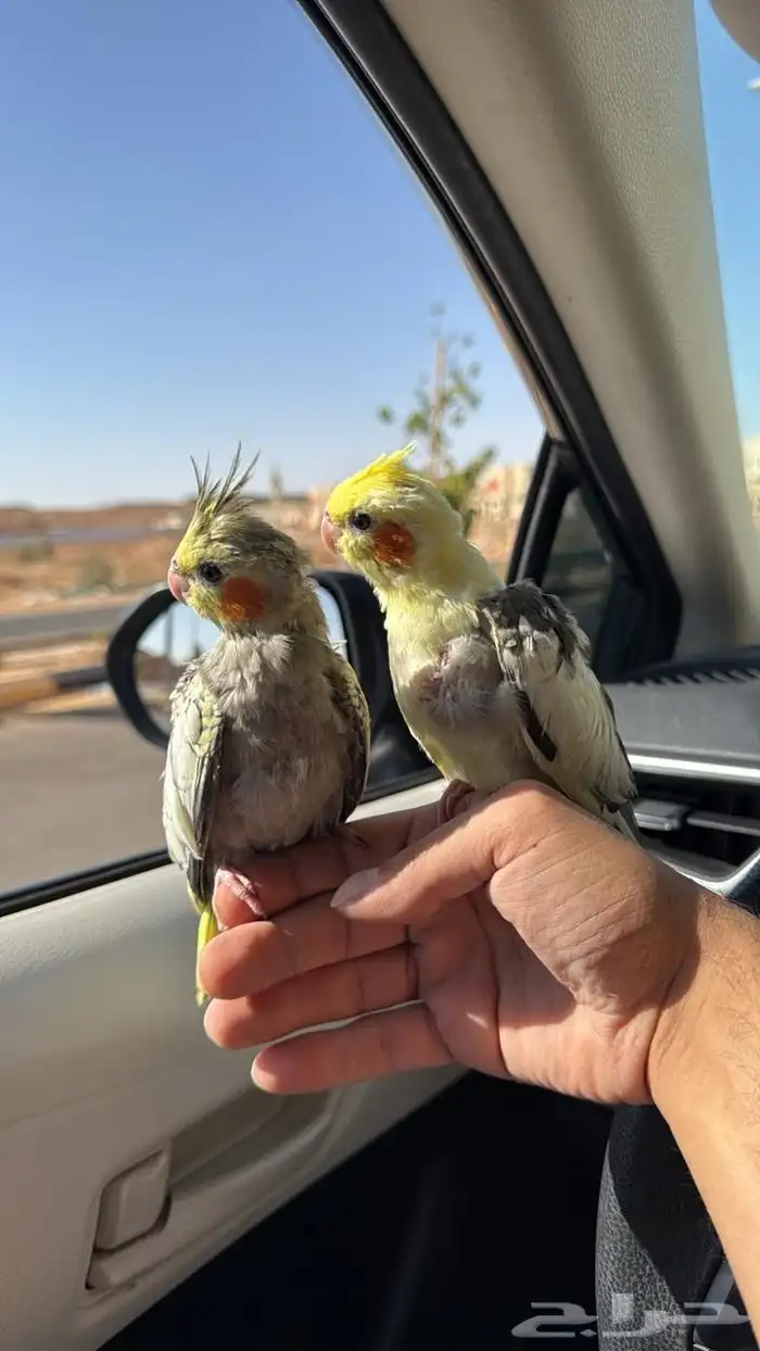 فروخ كروان وروز 0
