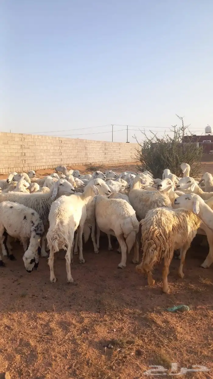 للبيع مراح ضان حريات حرش غنم مرعئ نضيفه ودفيع 3