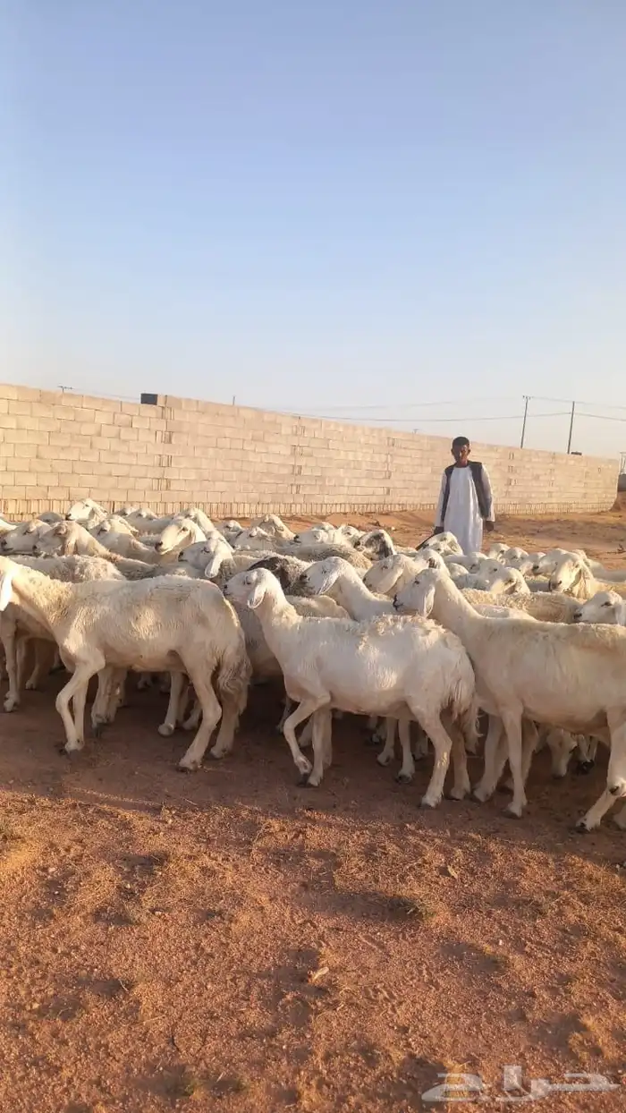 للبيع مراح ضان حريات حرش غنم مرعئ نضيفه ودفيع 8