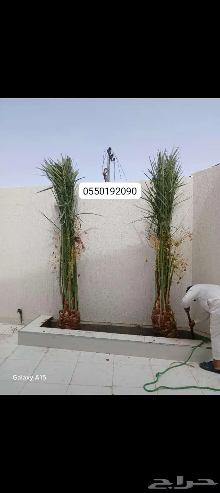 نخل للبيع خلاص مثمره وسكري وبرحي وواشنطن وثيل C2000 12