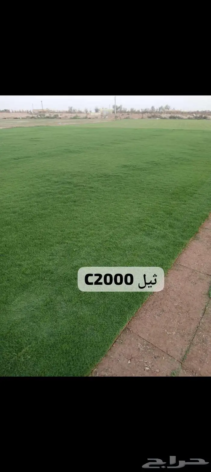 نخل للبيع خلاص مثمره وسكري وبرحي وواشنطن وثيل C2000 8